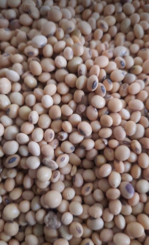 Soyabeans Seeds from Tanzania